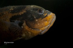 DSC_0637_bew