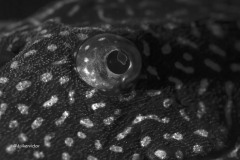 DSC_0656_bew