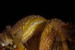 DSC_0400_bew